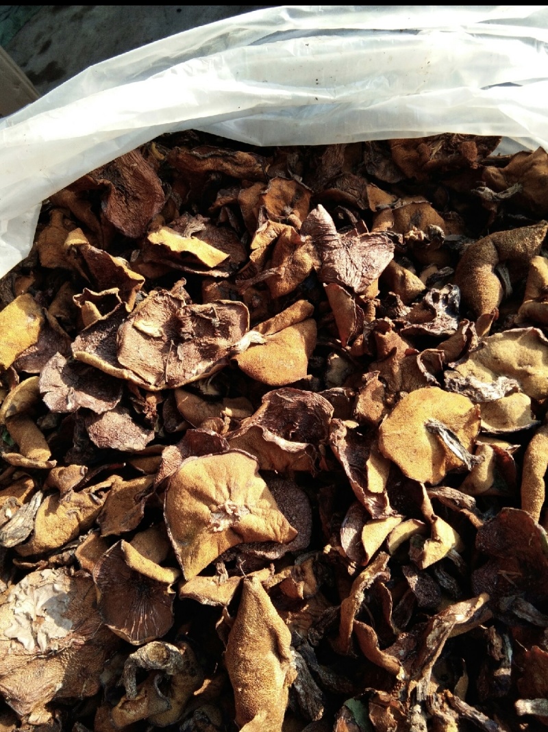 野生松蘑！大量精品！可走私人订制！按需分拣！