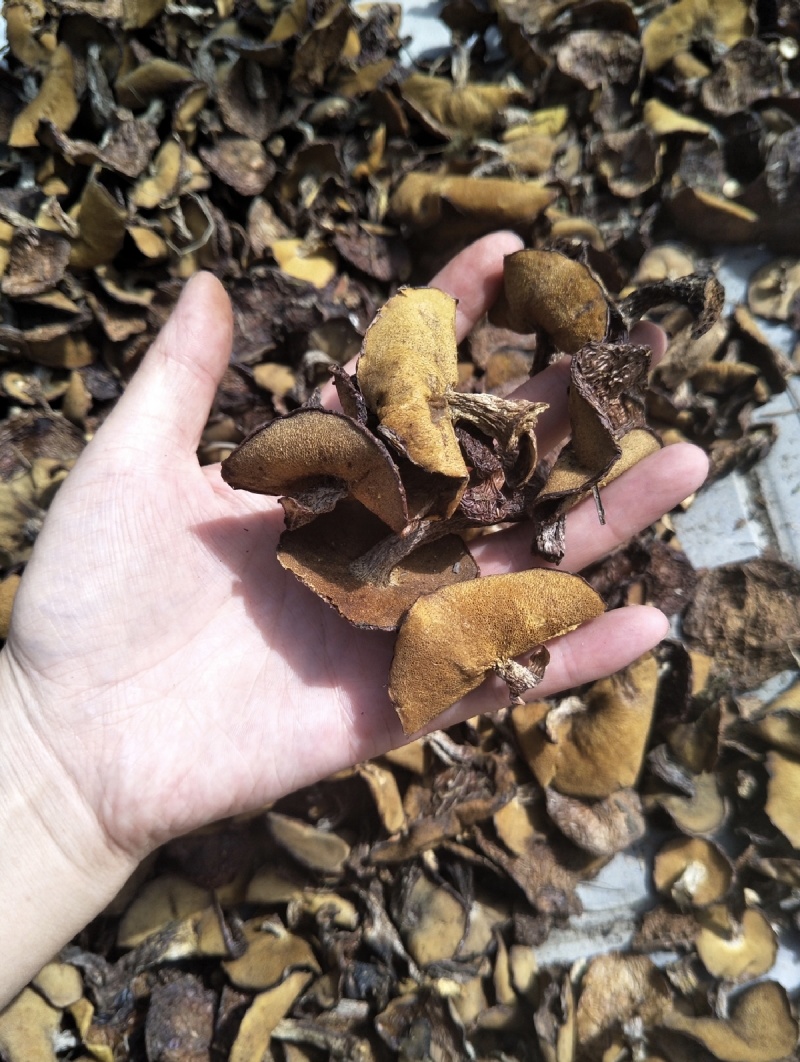 野生松蘑！大量精品！可走私人订制！按需分拣！