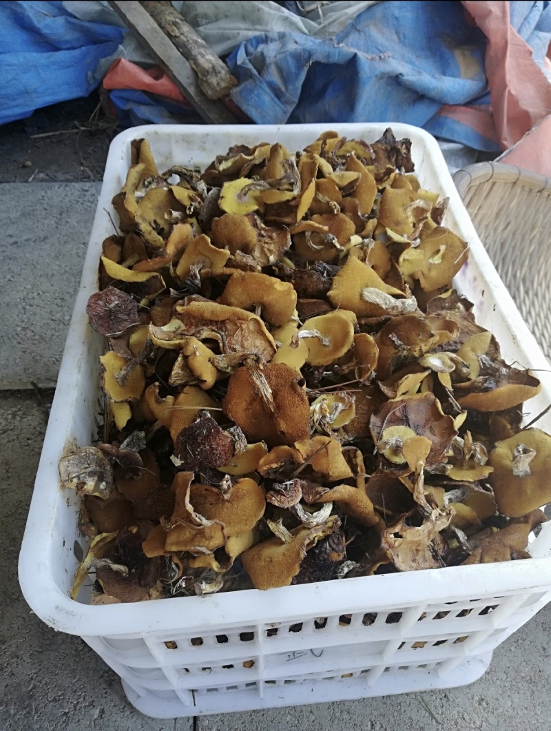 野生松蘑！大量精品！可走私人订制！按需分拣！