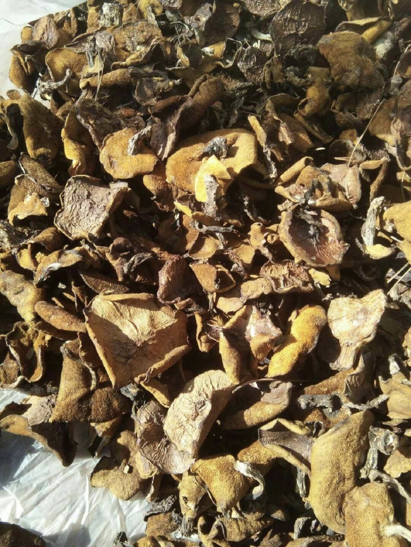 野生松蘑！大量精品！可走私人订制！按需分拣！