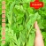 优质豌豆种子（采尖）越采越粗豌豆尖种子豌豆芽种子