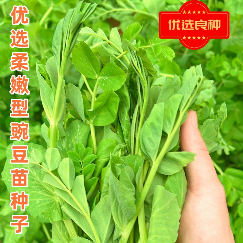 优质豌豆种子（采尖）越采越粗豌豆尖种子豌豆芽种子