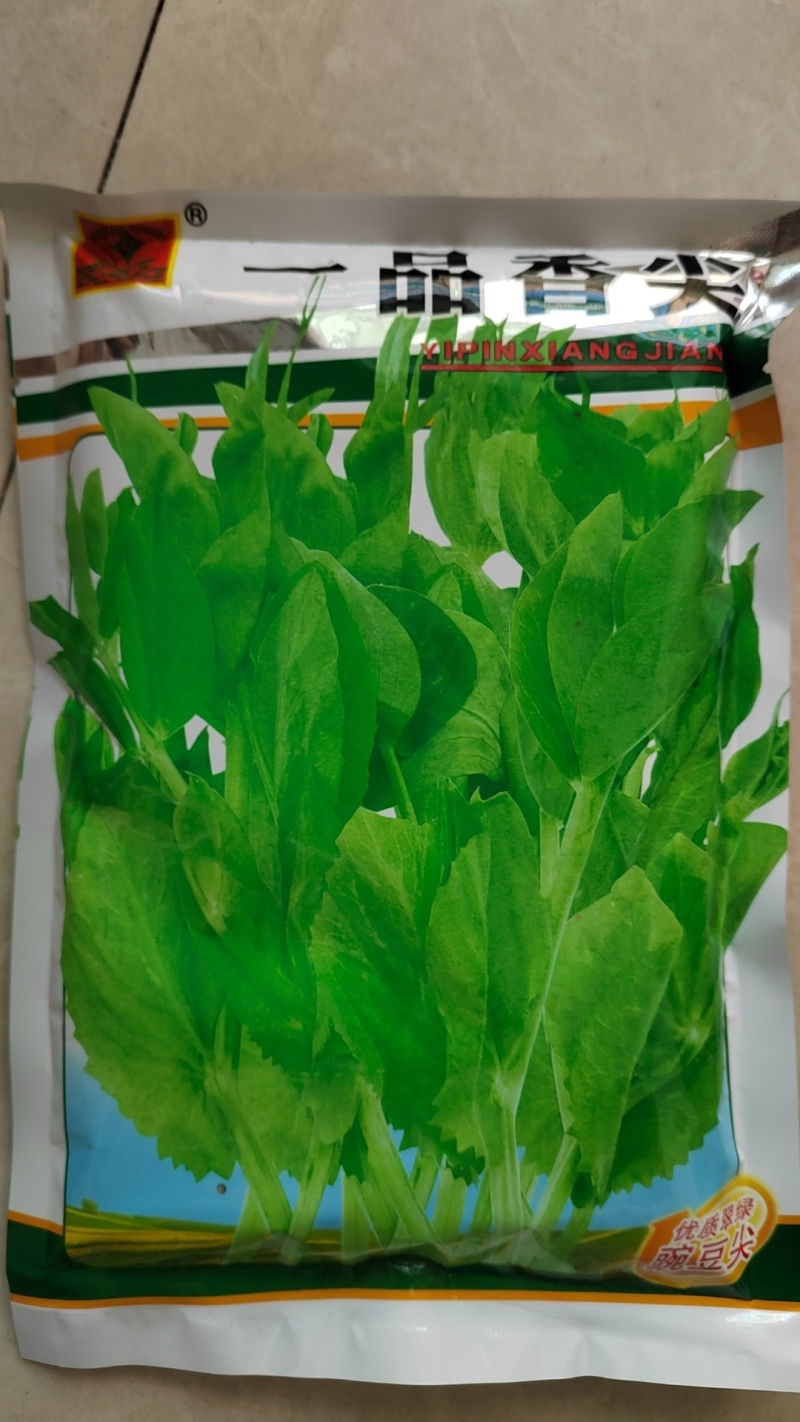 优质豌豆种子（采尖）越采越粗豌豆尖种子豌豆芽种子