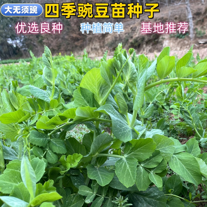 优质豌豆种子（采尖）越采越粗豌豆尖种子豌豆芽种子