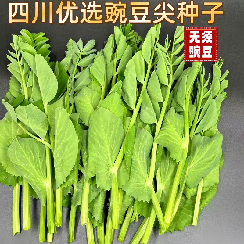 优质豌豆种子（采尖）越采越粗豌豆尖种子豌豆芽种子