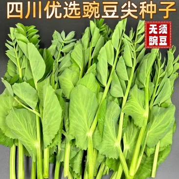 优质豌豆种子（采尖）越采越粗豌豆尖种子豌豆芽种子