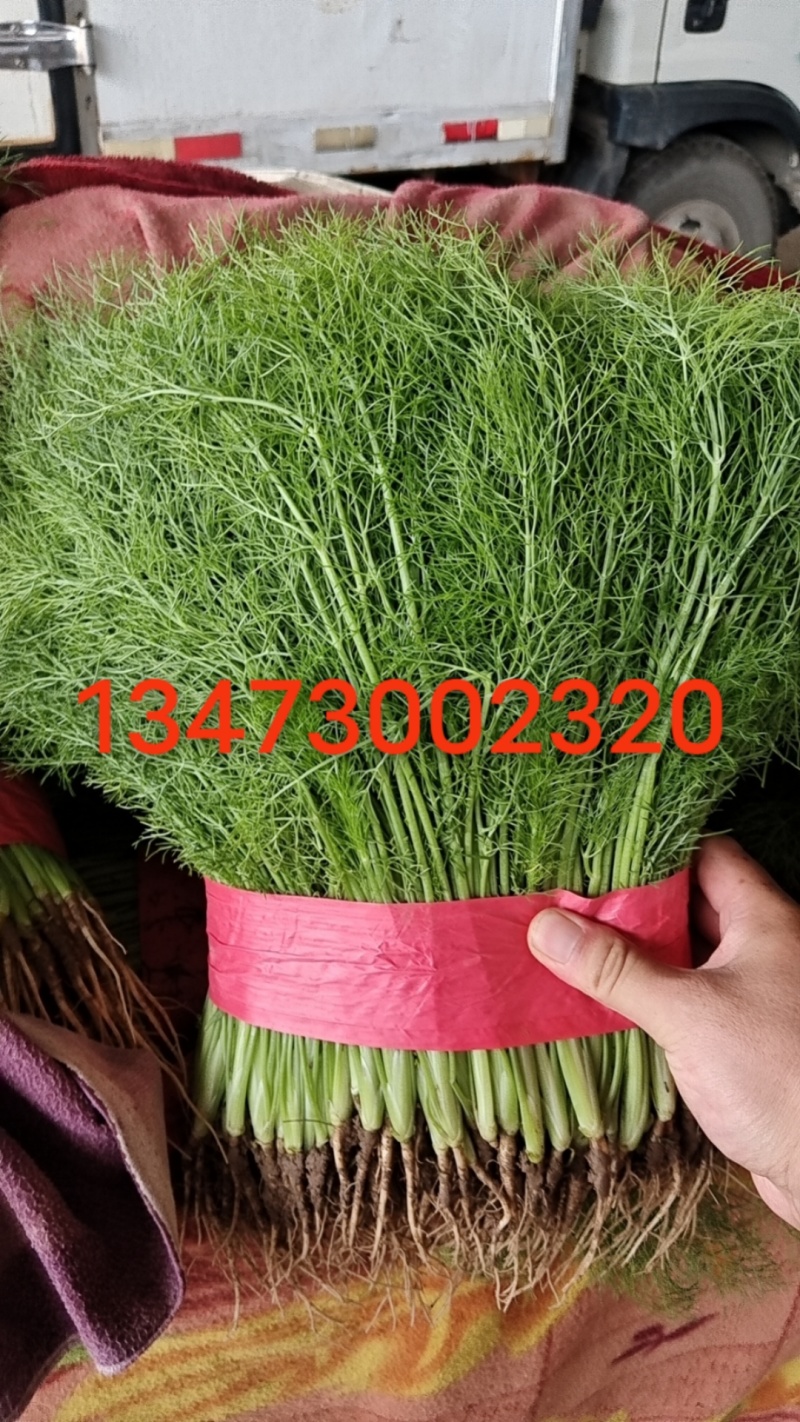 精品茴香，产地直供，都是现货，走市场，超市必选，