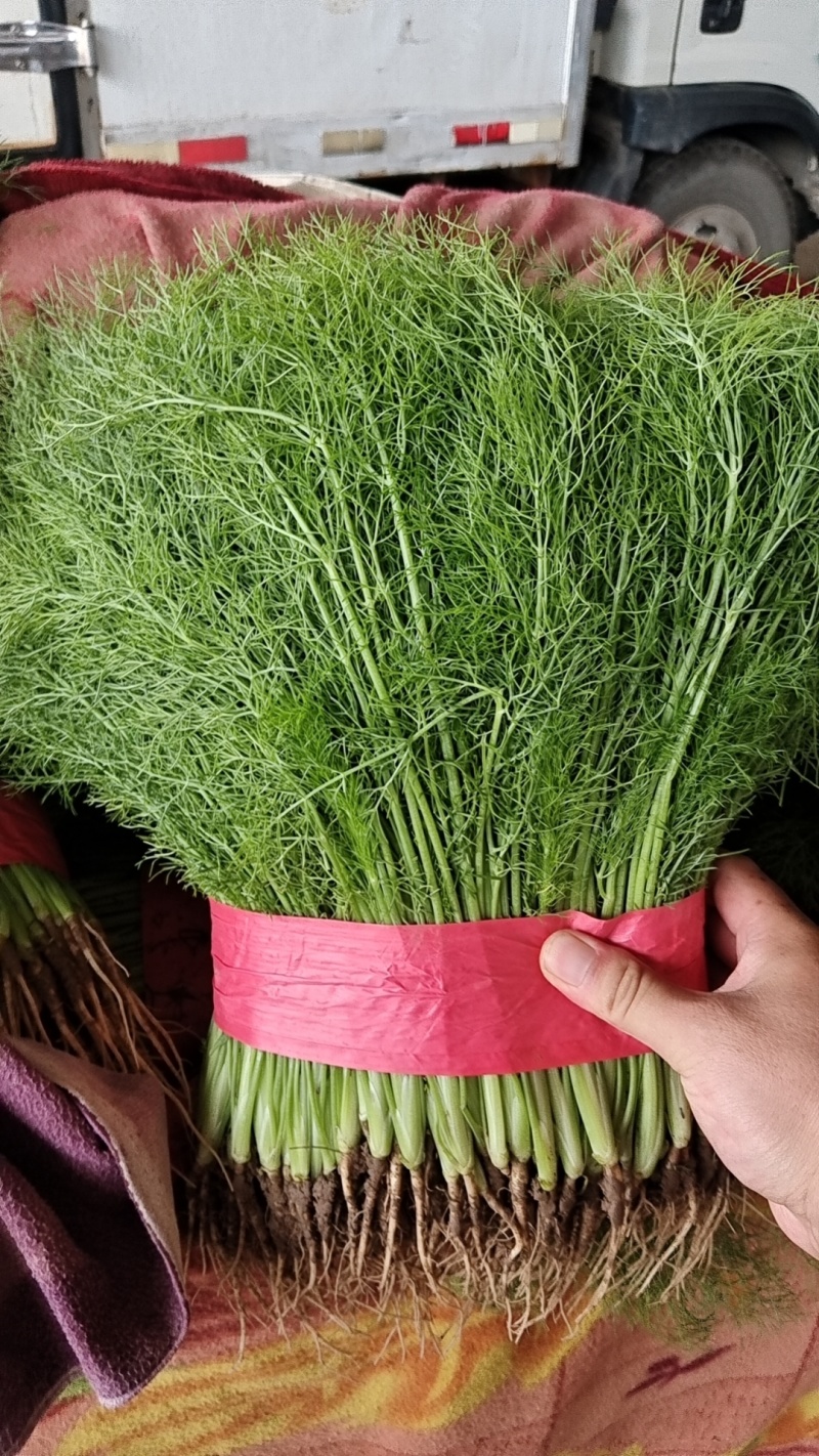 精品茴香，产地直供，都是现货，走市场，超市必选，