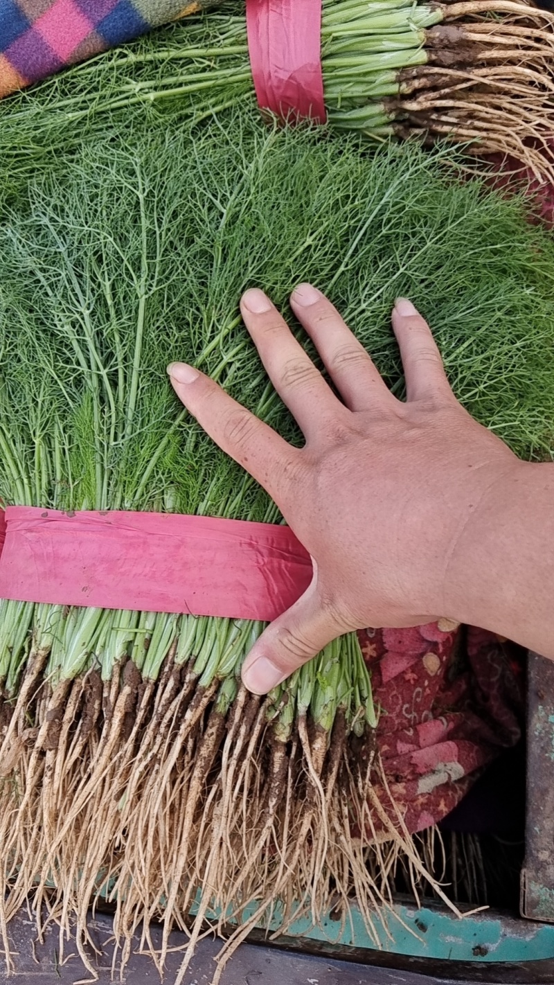 精品茴香，产地直供，都是现货，走市场，超市必选，