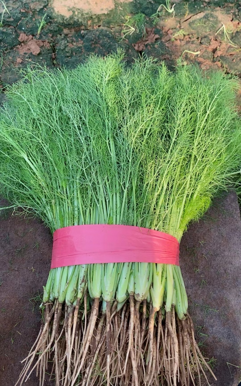 精品茴香，产地直供，都是现货，走市场，超市必选，