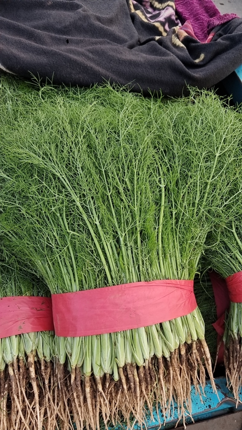 精品茴香，产地直供，都是现货，走市场，超市必选，