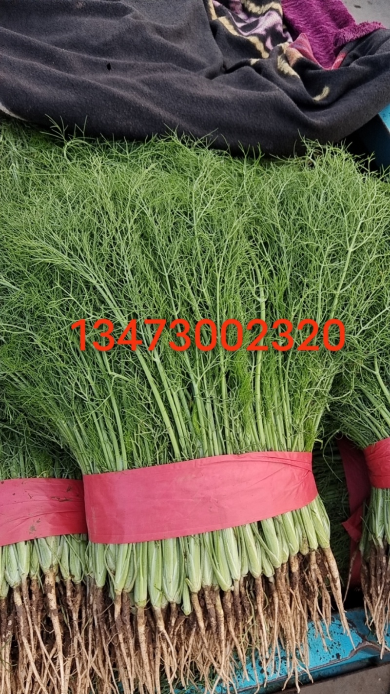 精品茴香，产地直供，都是现货，走市场，超市必选，