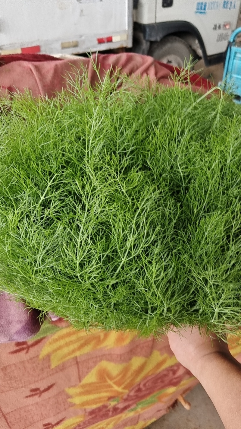 精品茴香，产地直供，都是现货，走市场，超市必选，