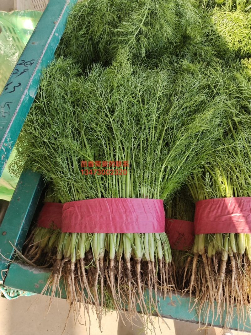 精品茴香，产地直供，都是现货，走市场，超市必选，