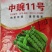 豌豆种子采豆角豌豆种子中豌6号升级品种中豌11号豌豆种子