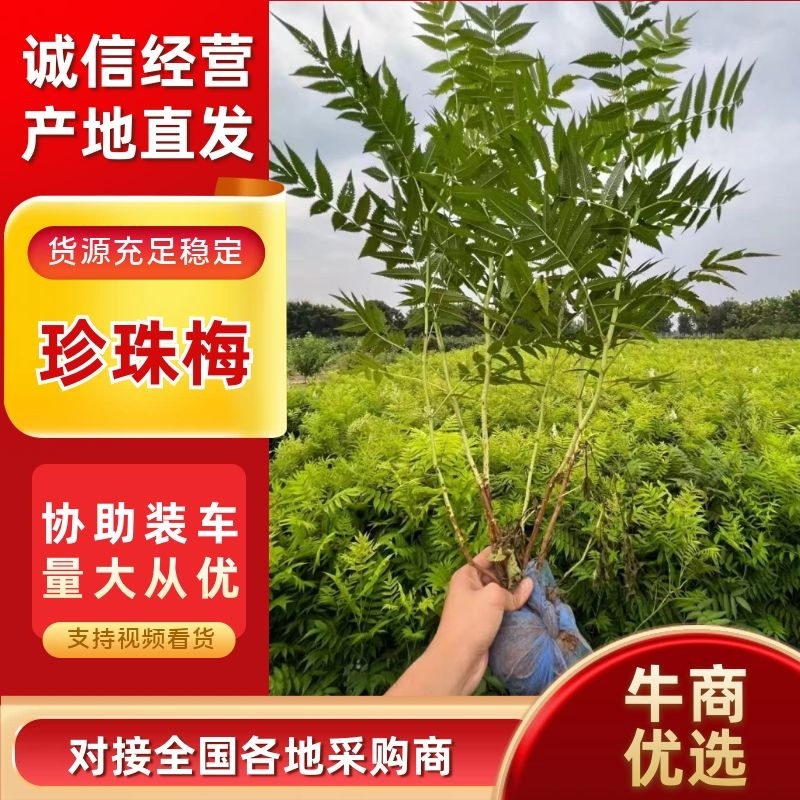 珍珠梅