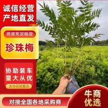 珍珠梅