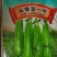 长寿仁豌豆种子（食鲜荚）甜脆豌种子高架豌豆种子长寿人豌豆