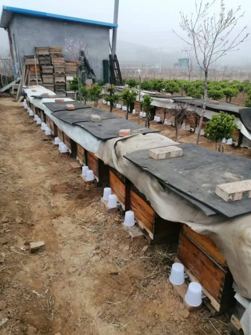 【包邮】蜂蜜精品土蜂蜜量大从优欢迎来电咨询