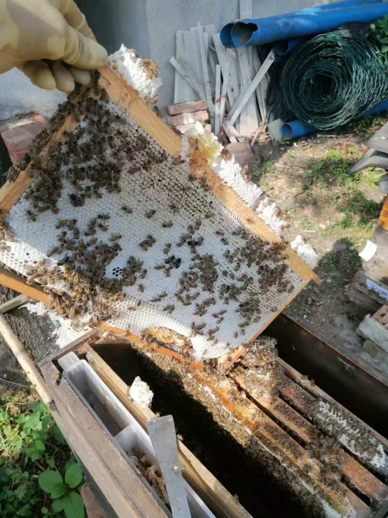 【包邮】蜂蜜精品土蜂蜜量大从优欢迎来电咨询