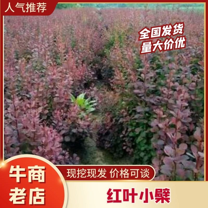 红叶小