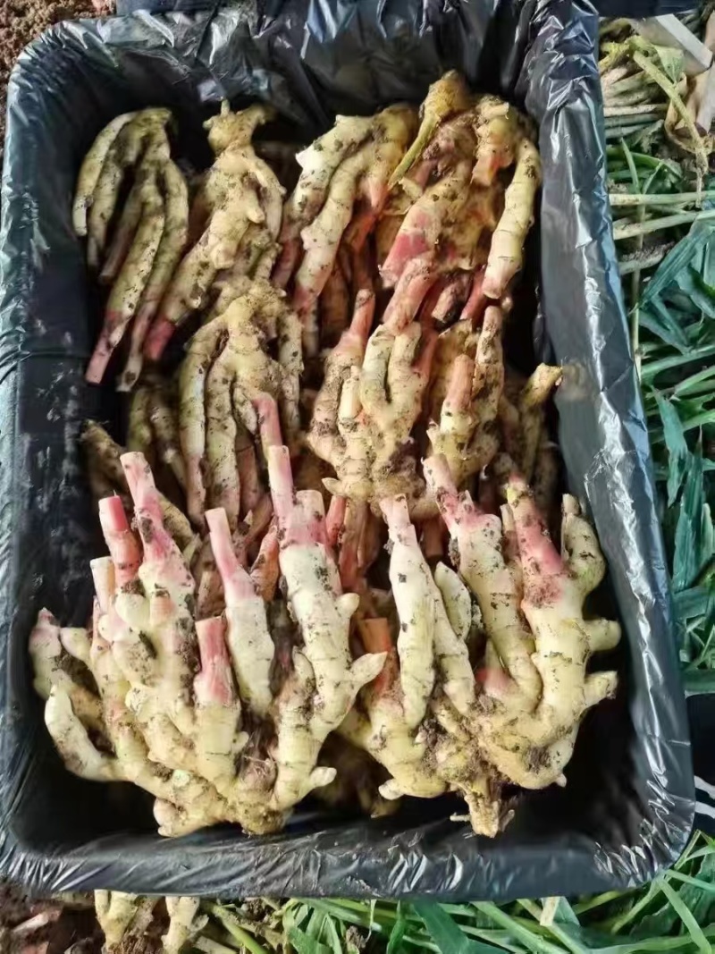 《鲜姜》山东红芽姜/现挖现发/供应市场电商/欢迎来电