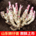 《鲜姜》山东红芽姜/现挖现发/供应市场电商/欢迎来电