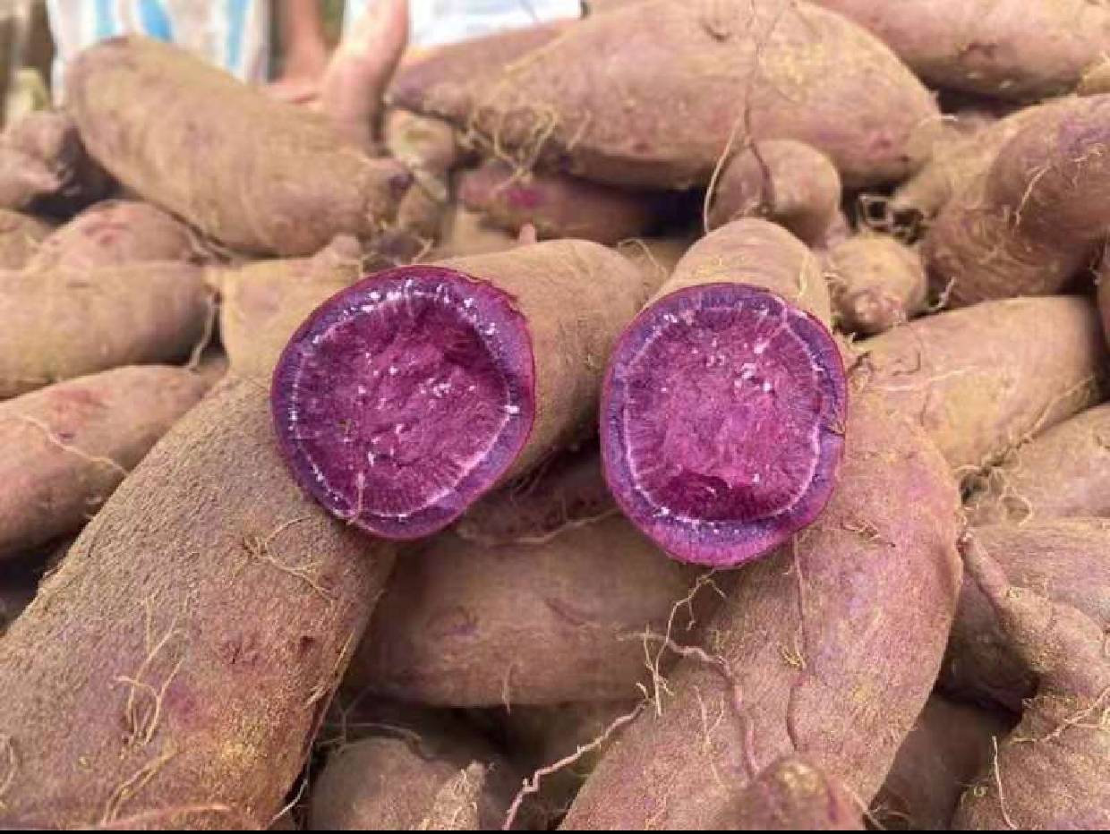 红布林、紫薯与紫甘蓝拼盘,展现红紫色食材的多样性和美观性 红布林、紫薯与紫甘蓝拼盘