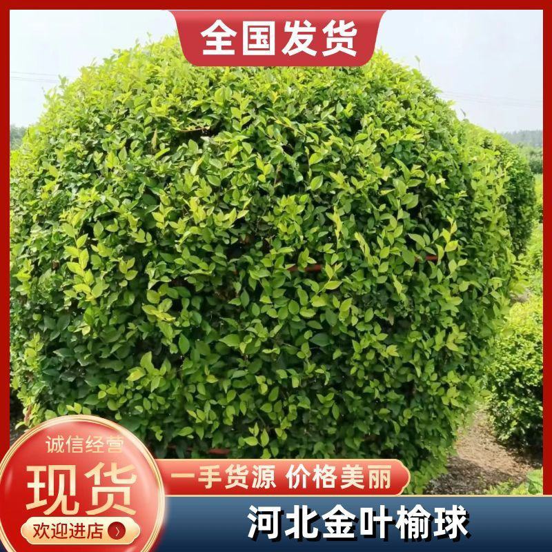 供应金叶榆地球精球毛球