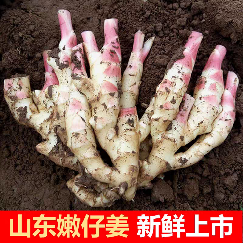 《嫩姜》山东红芽嫩姜/新姜生姜/供应市场电商/欢迎来电