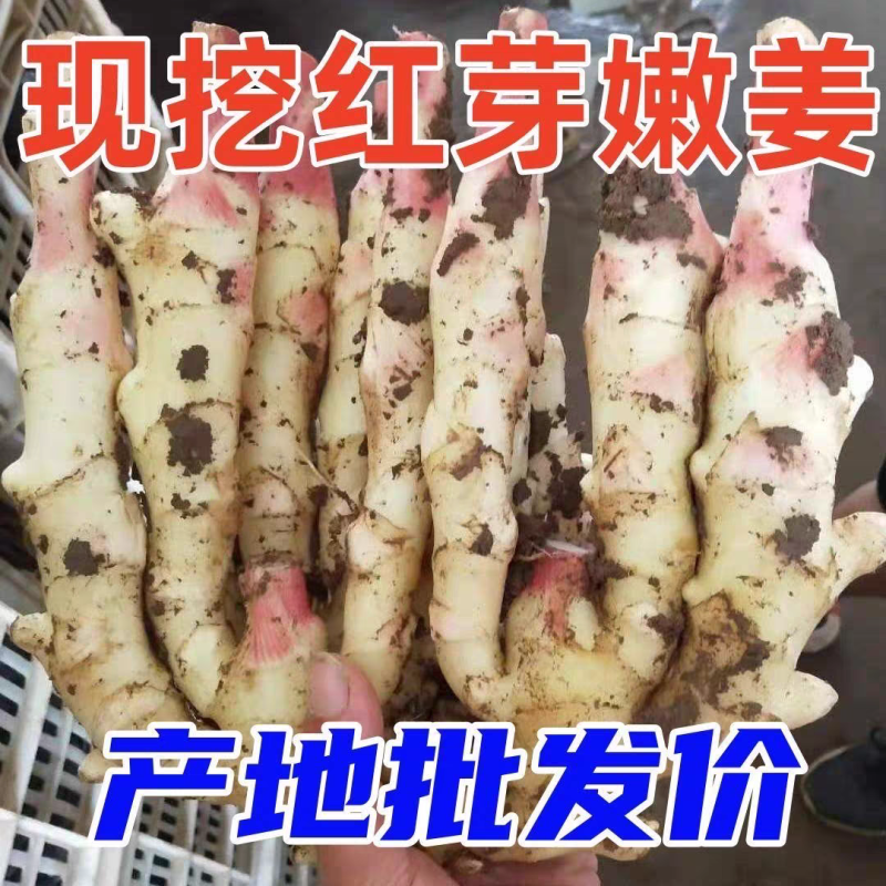 《嫩姜》山东红芽嫩姜/新姜生姜/供应市场电商/欢迎来电
