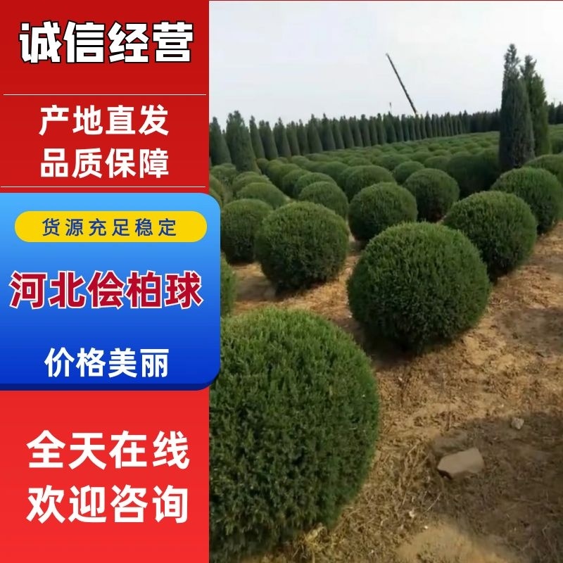 塔快球