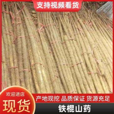 山东菏泽铁棍山药货源充足大量上市产地直发保质保量