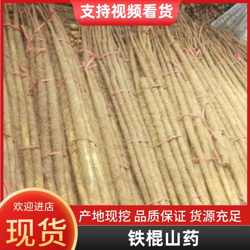 山东菏泽铁棍山药货源充足大量上市产地直发保质保量