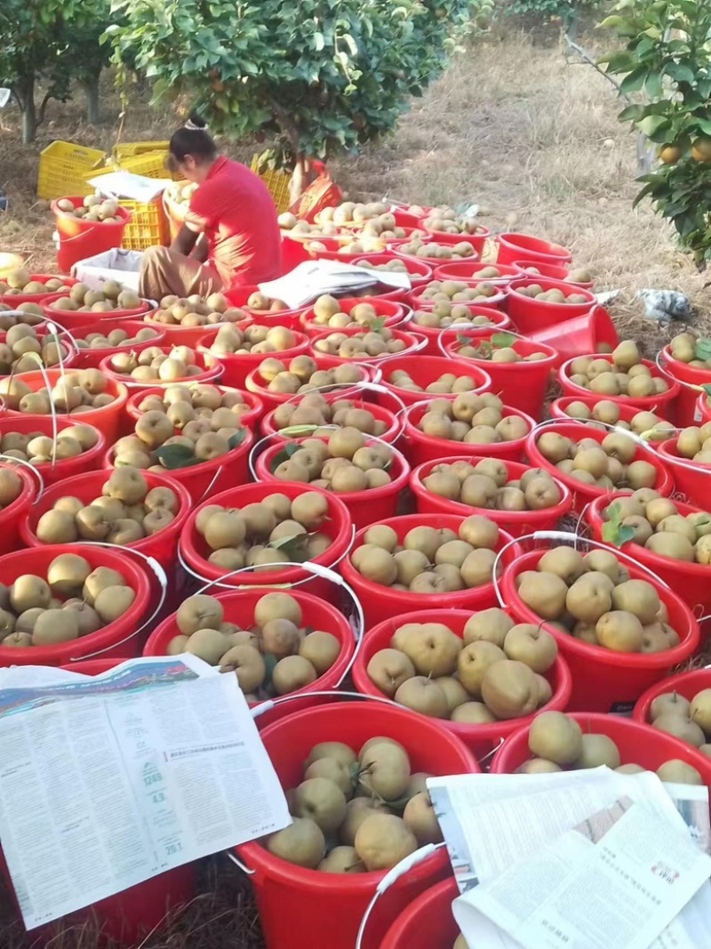 湖北晚秋黄梨，金秋黄梨口感脆甜产地直发包找车
