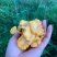 松茸鸡蛋菌鸡油菌章子菌大脚菇