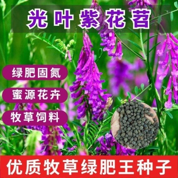 光叶紫花苕种子果园绿肥种籽毛苕子长柔毛野豌豆牧草种子耐寒