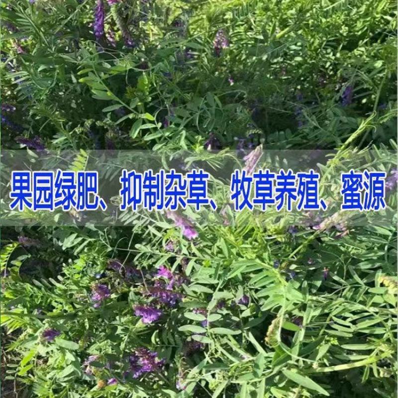 光叶紫花苕种子果园绿肥种籽毛苕子长柔毛野豌豆牧草种子耐寒