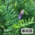 光叶紫花苕种子果园绿肥种籽毛苕子长柔毛野豌豆牧草种子耐寒