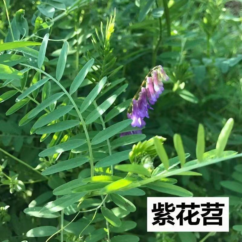 光叶紫花苕种子果园绿肥种籽毛苕子长柔毛野豌豆牧草种子耐寒