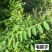 光叶紫花苕种子果园绿肥种籽毛苕子长柔毛野豌豆牧草种子耐寒