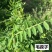 光叶紫花苕种子果园绿肥种籽毛苕子长柔毛野豌豆牧草种子耐寒