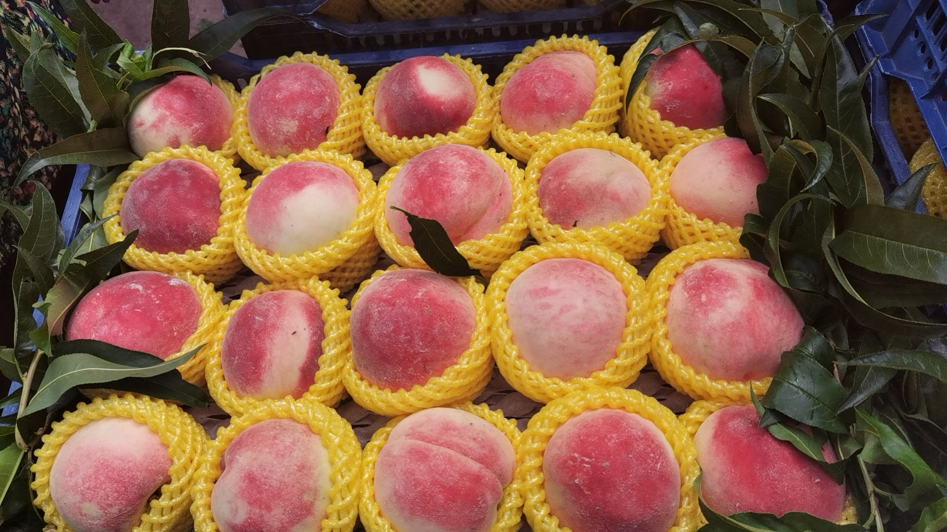 成熟采摘期的瑞源二号冬桃挂满枝头,果实呈近圆形,果皮底色乳白,阳面着浓红晕,果粉厚实均匀,单果重普遍在350克以上,最大可达500克,果肉乳白色,质地脆嫩多汁 瑞源二号冬桃果实特写