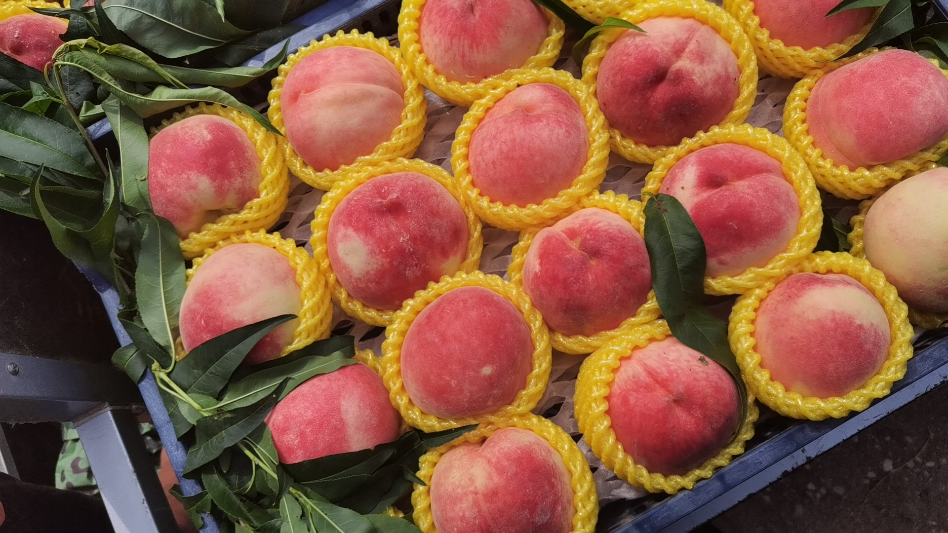 钱树九油桃特写照片