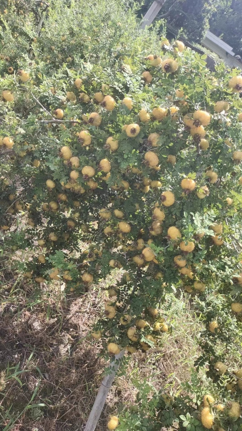 贵州遵义刺梨鲜果现采15吨