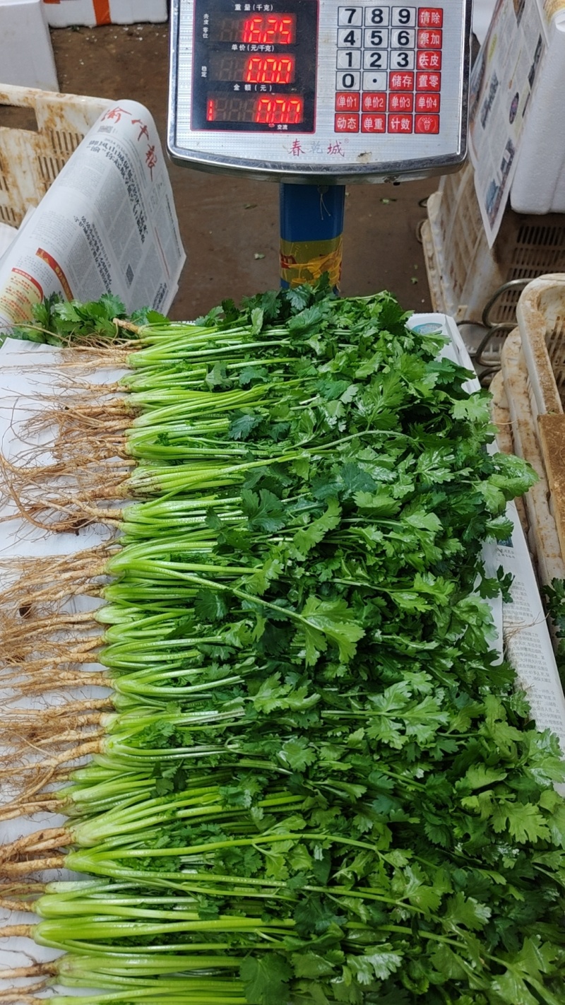 云南昆明精品香菜，价格真实产地直销欢迎咨询