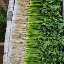 云南昆明精品香菜，价格真实产地直销欢迎咨询