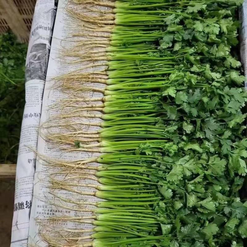 云南昆明精品香菜，价格真实产地直销欢迎咨询