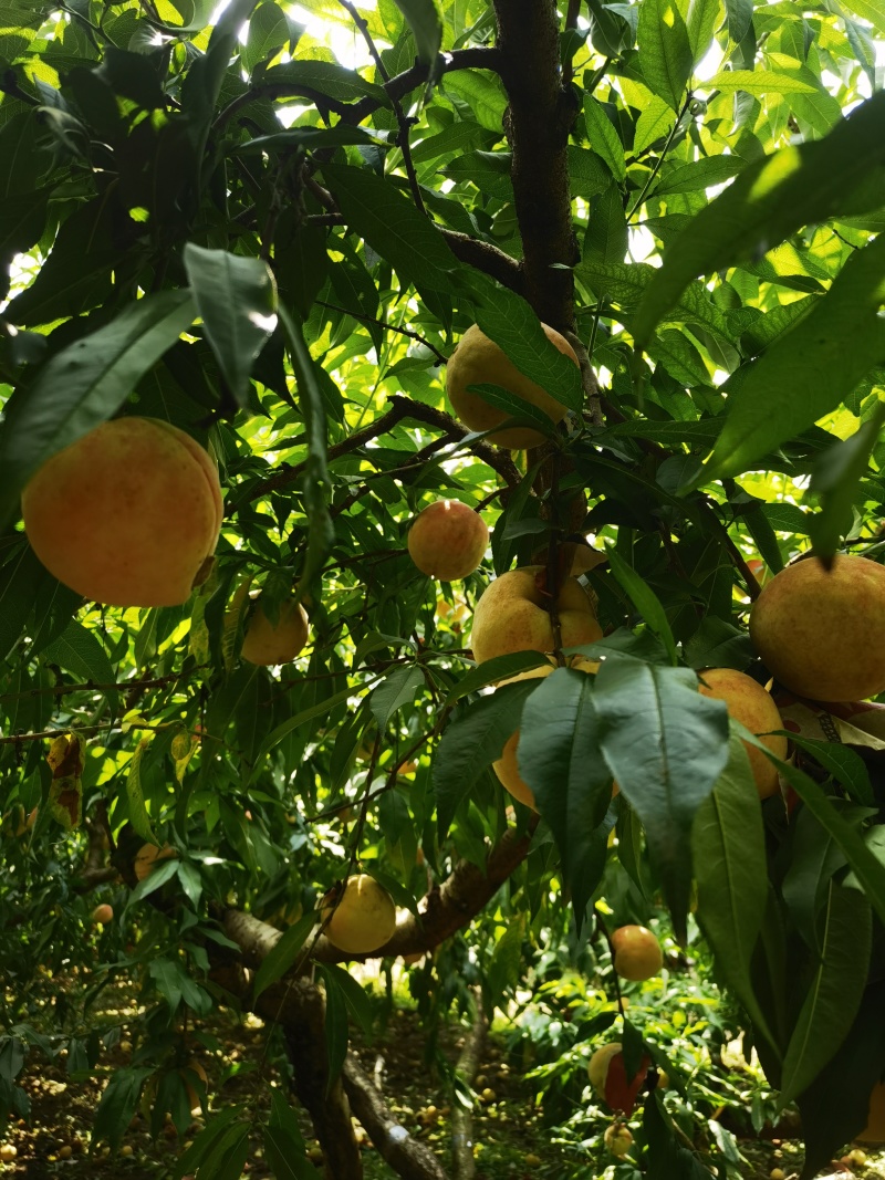 永莲蜜桃