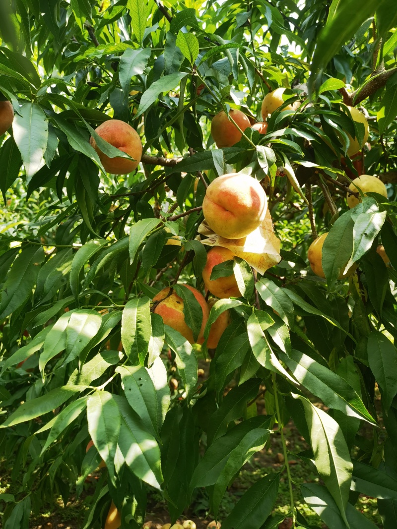 永莲蜜桃